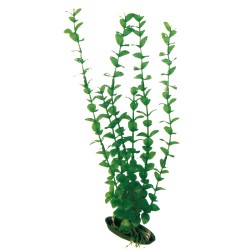 PFLANZE KUNSTSTOFF ROTALA