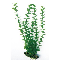 PFLANZE KUNSTSTOFF ROTALA