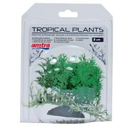 PLANTA TROPICAL