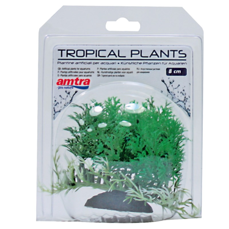 PLANTE TROPICALE