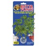 PLANTE DE PAPAYE POUR BETTA