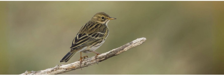 Accesorios para pajaros al por mayor - Nayeco