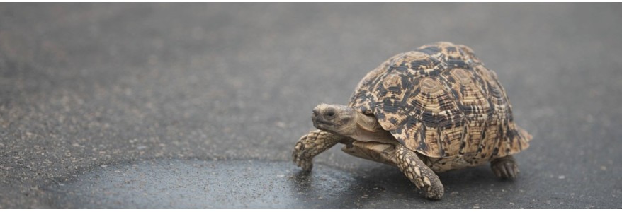 Accesorios para Tortugas - Nayeco